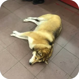 Sticker FIFA EXCLUSIVE - 2