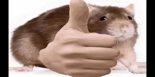 копировал - пидор @kulguy1488 - 