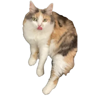 Стикер Çiçek - 5