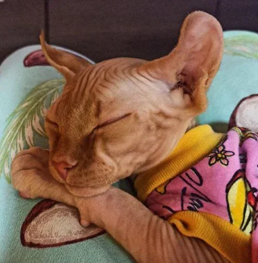 Sticker jjjjiiiii_by_TgEmojiBot - 1