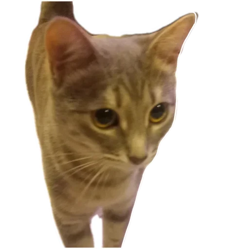 Sticker jseJbom_by_achestickbot - 1