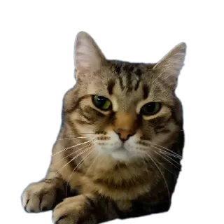 Sticker Больше стиков тут: @stikery4 - 10