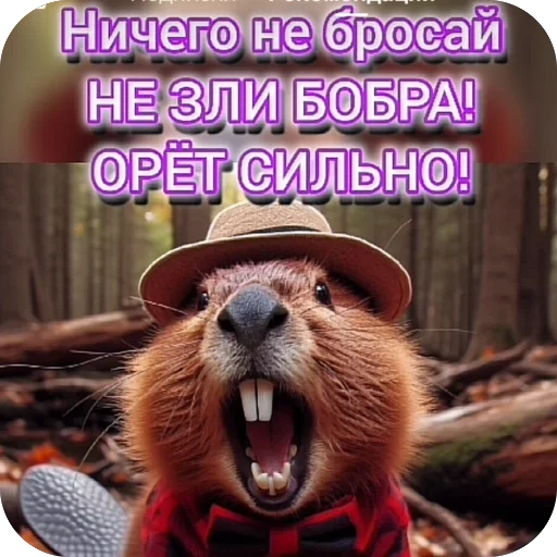 Божественная креветка, нога благости и другие - 