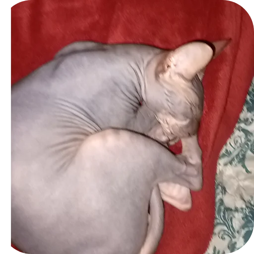 Стикер kek_bfd08_by_TgEmodziBot - 1