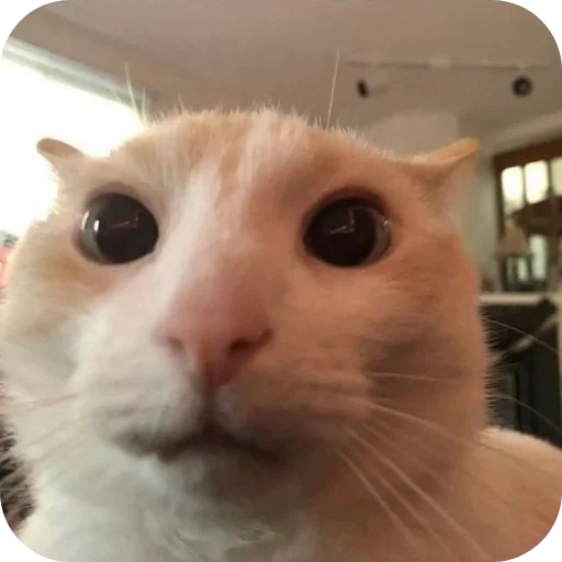 Sticker kitiki9994 - 1