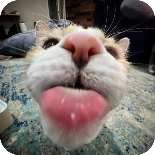 Sticker kitiki9994 - 1