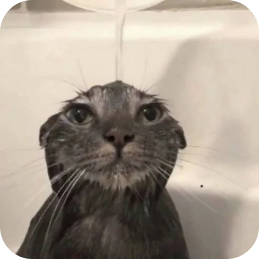 Sticker kitiki9994 - 1