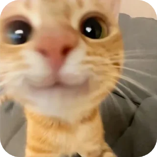 Sticker кисики - 1