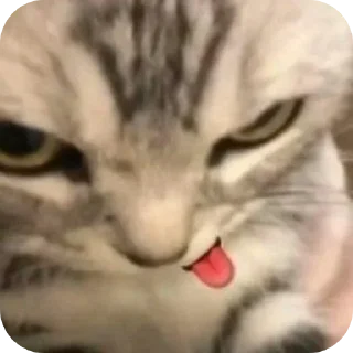 Sticker кисики - 10