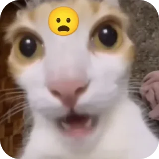 Sticker кисики - 8