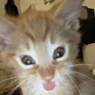 Sticker кисики - 7