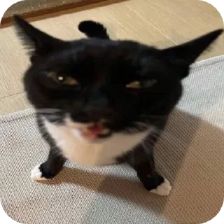 Sticker кисики - 5