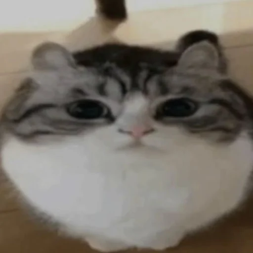 Ⴆιɠ ƘƘƘ ραƈƙ 🥝｜@komaru_pics - 