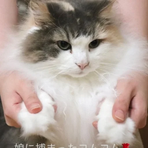 Sticker komarubigpack - 1