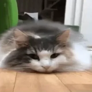 Стикер Ⴆιɠ ƘƘƘ ραƈƙ 🥝｜@komaru_pics - 11