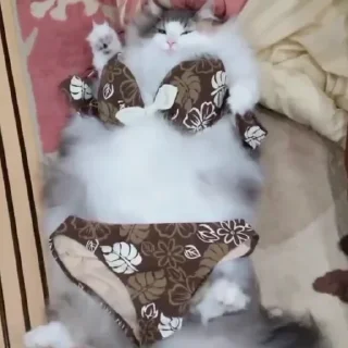 Стикер Ⴆιɠ ƘƘƘ ραƈƙ 🥝｜@komaru_pics - 9