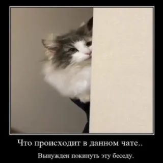 Стикер Ⴆιɠ ƘƘƘ ραƈƙ 🥝｜@komaru_pics - 3