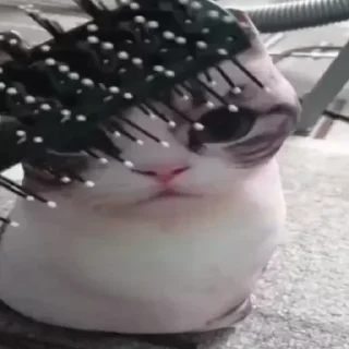 Стикер Ⴆιɠ ƘƘƘ ραƈƙ 🥝｜@komaru_pics - 7