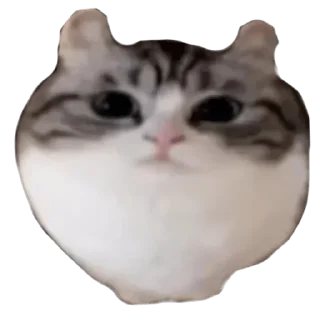 Стикер Ⴆιɠ ƘƘƘ ραƈƙ 🥝｜@komaru_pics - 10