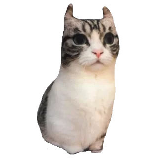 Стикер Ⴆιɠ ƘƘƘ ραƈƙ 🥝｜@komaru_pics - 5