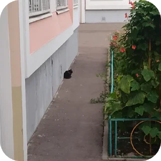 Стикер Кот @MoiStikiBot - 6