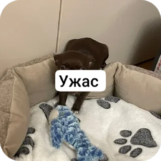 Стикер Кот @MoiStikiBot - 9