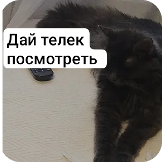 Стикер Кот @MoiStikiBot - 4