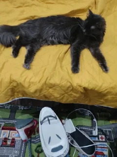 Стикер Кот @MoiStikiBot - 8