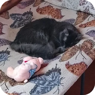 Стикер Кот @MoiStikiBot - 3