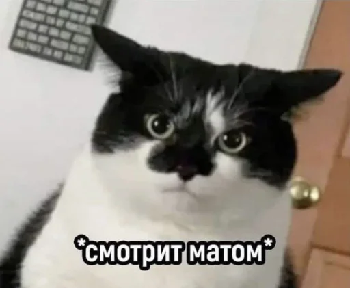 Sticker kotiki_2_8b9fc_by_TgEmodziBot - 1