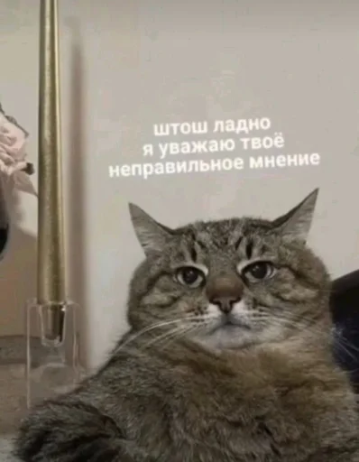 Sticker kotiki_2_8b9fc_by_TgEmodziBot - 1