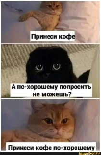 Стикер Котики 2 @TgEmodziBot - 7