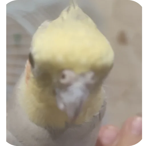 Sticker kuzyaka_228_by_MoiStikiBot - 1