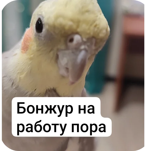 Sticker kuzyaka_228_by_MoiStikiBot - 1