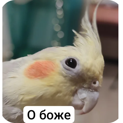 Sticker kuzyaka_228_by_MoiStikiBot - 1