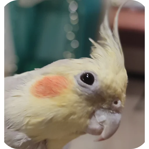 Sticker kuzyaka_228_by_MoiStikiBot - 1