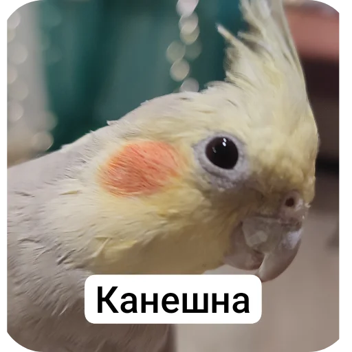 Sticker kuzyaka_228_by_MoiStikiBot - 1