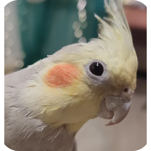 Sticker kuzyaka_228_by_MoiStikiBot - 1