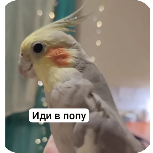 Sticker kuzyaka_228_by_MoiStikiBot - 1