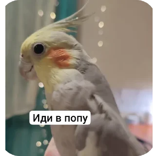 Sticker Кузяка 228 @MoiStikiBot - 0