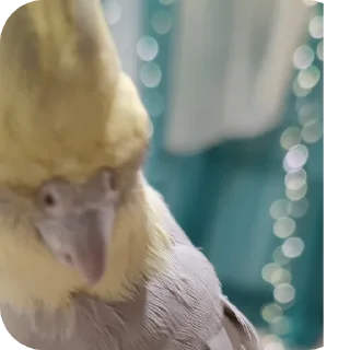 Sticker Кузяка 228 @MoiStikiBot - 1