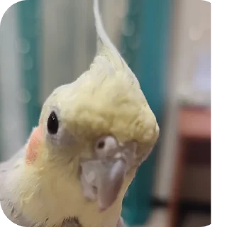 Sticker Кузяка 228 @MoiStikiBot - 3