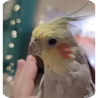 Sticker Кузяка 228 @MoiStikiBot - 7