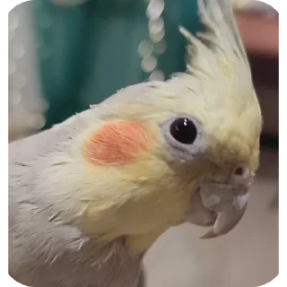 Sticker Кузяка 228 @MoiStikiBot - 4