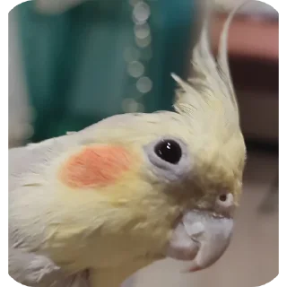 Sticker Кузяка 228 @MoiStikiBot - 9