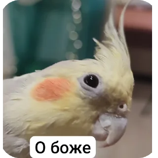 Sticker Кузяка 228 @MoiStikiBot - 11