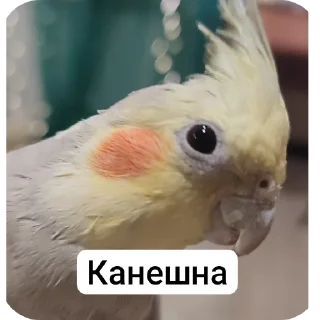 Sticker Кузяка 228 @MoiStikiBot - 5