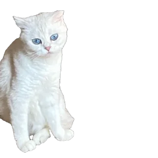 Стикер ква - 2