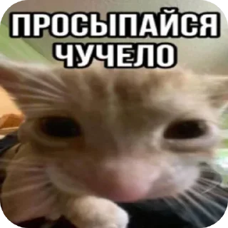 Стикер Больше стиков тут: @stikery4 - 6