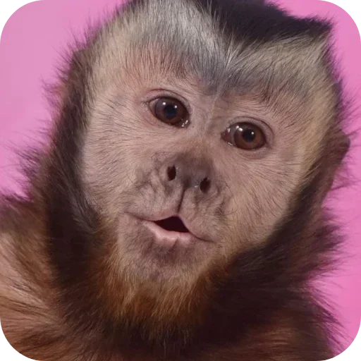 Sticker ldhGZQIpIBbh_by_stickers_stealer_bot - 1